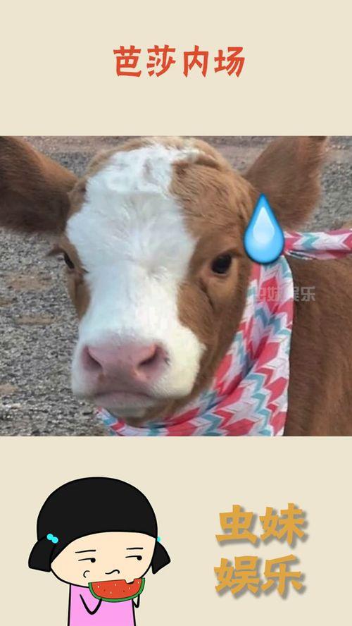 娱乐吃瓜酱简介,揭秘娱乐圈幕后故事，带你领略明星真实生活